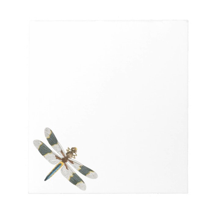 Wallpaper Vintage Dragonfly Drawing Antique Insect Artwork Notepad Zazzle Free HD