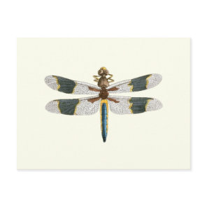 Vintage Dragonfly Drawing Antique Insect Artwork Postcard