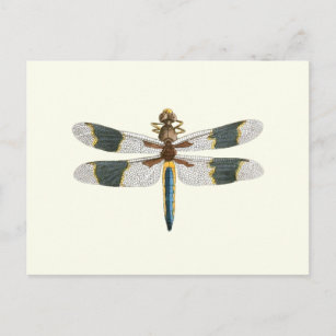 Vintage Dragonfly Drawing Antique Insect Artwork Postcard