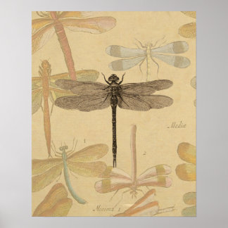 Vintage Dragonfly Posters | Zazzle