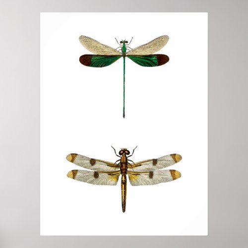 Vintage dragonfly Illustration Poster