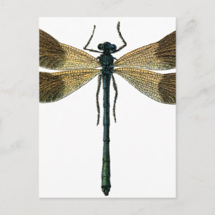 Vintage Dragonfly Postcard