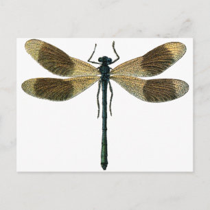 Vintage Dragonfly Postcard