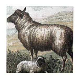 Vintage Drawing: Blackhead Persian (Sheep) Ceramic Tile