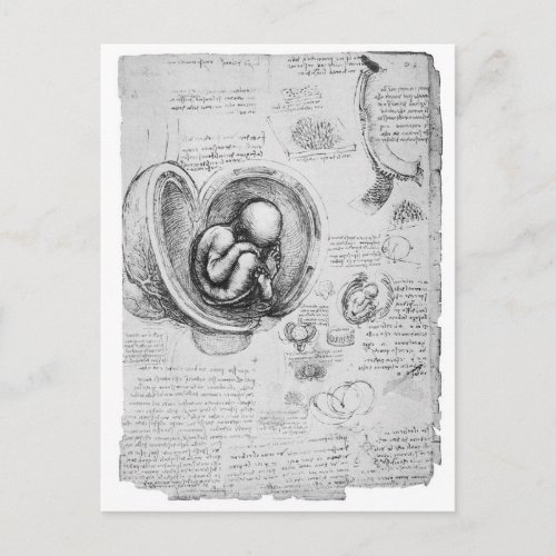 Vintage drawing of a fetus in the uterus 1 postcard