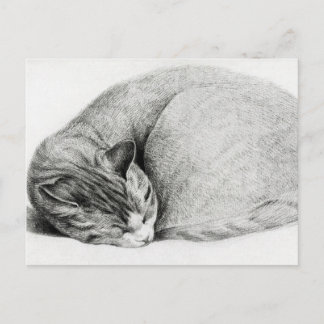 Vintage Drawing of a Kitten Postcard