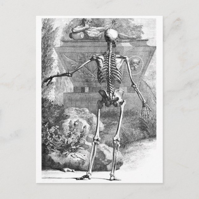 Vintage drawing of a rear facing skeleton postcard (Front)