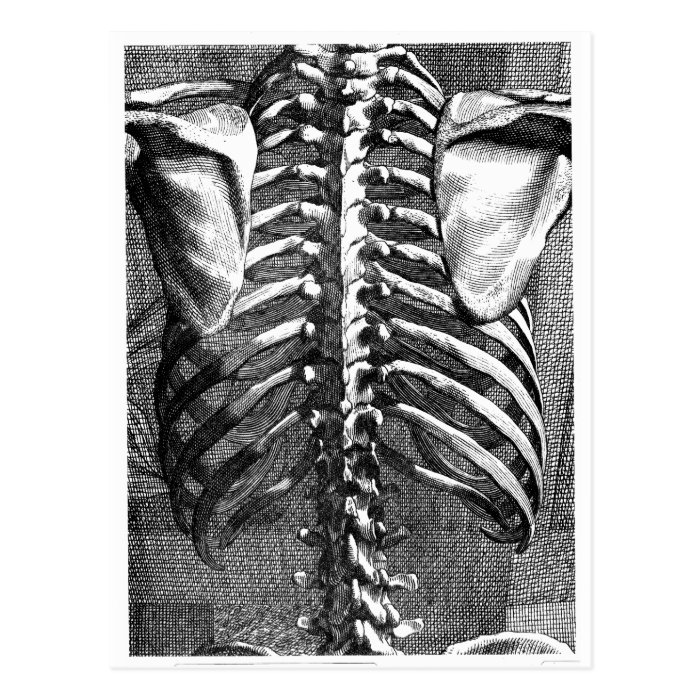 Vintage drawing of a spine and ribcage post card