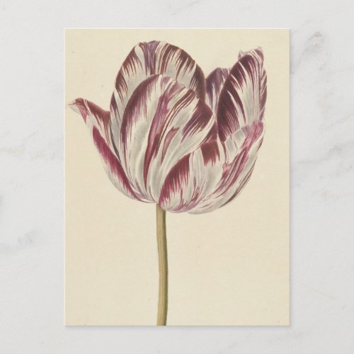 Vintage drawing of a white and red tulip postcard