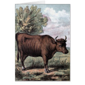 Vintage Drawing: Red Heifer (Front)