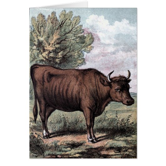Vintage Drawing: Red Heifer Cards (Front)