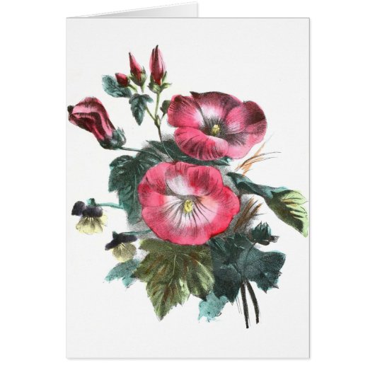 Vintage Drawing: Red Mallow Cards (Front)