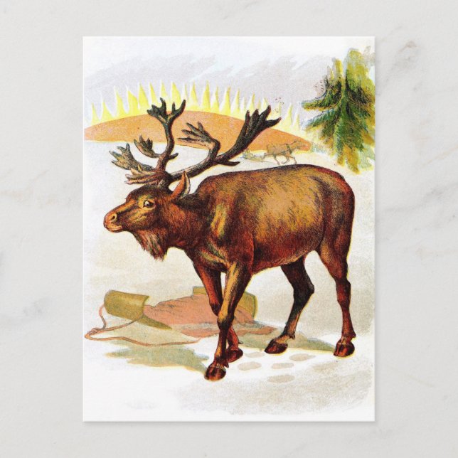 Vintage Drawing: Reindeer in the Snow Postcard (Front)