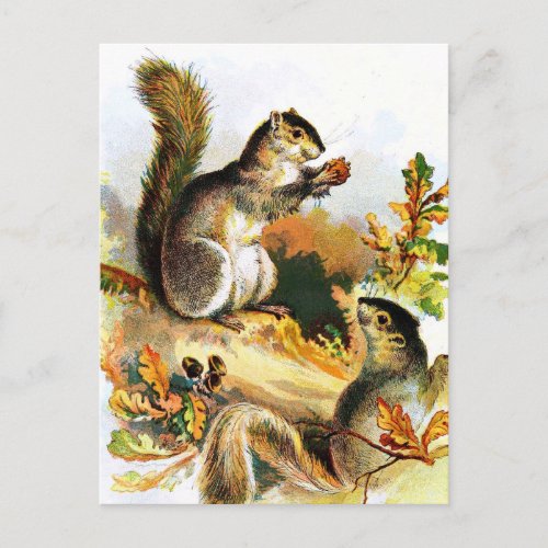 Vintage Drawing Squirrels in Autumn Postcard