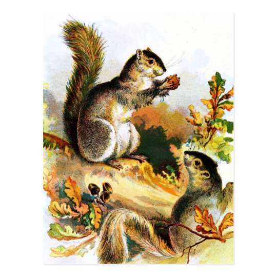 Vintage Drawing Squirrels In Autumn Postcard Zazzle Com