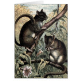 Vintage Drawing: The Dormouse (Front)