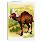 Vintage Drawing: The Dromedary (Front)