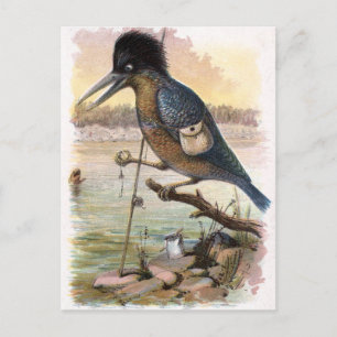 Vintage Drawing: The Fishing Kingfisher Postcard