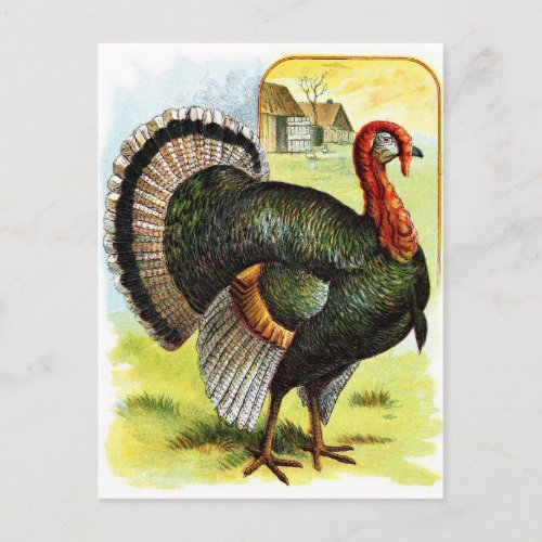 Vintage Drawing The Turkey Postcard