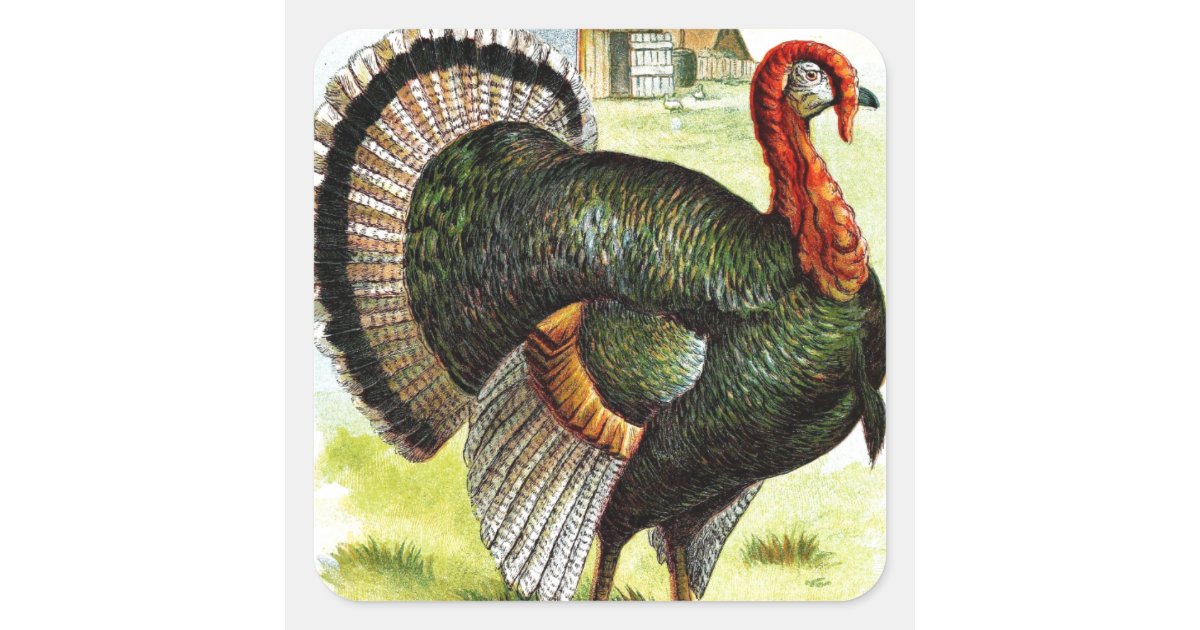 Vintage Drawing: The Turkey Square Sticker | Zazzle