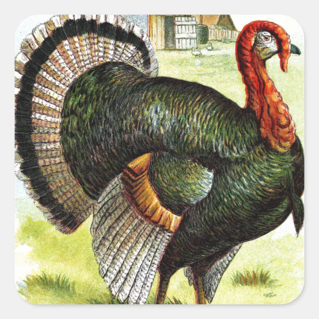 Vintage Drawing: The Turkey Square Sticker | Zazzle