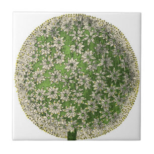 "Vintage Dreams" - Dandelion Tile