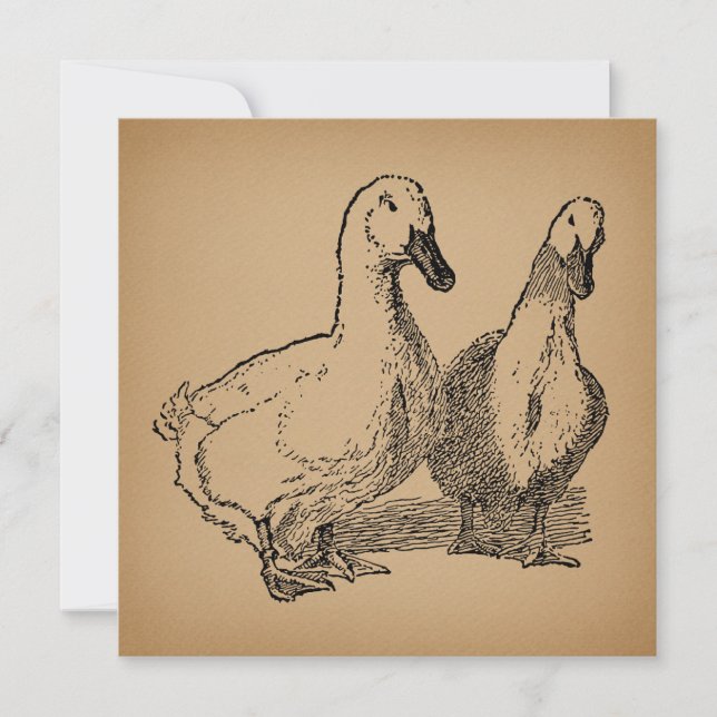 Vintage Duck Art Two Ducks Illustration Invitation (Front)
