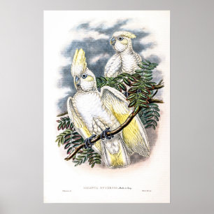 Vintage Ducorps’s Cockatoo by John Gould Poster