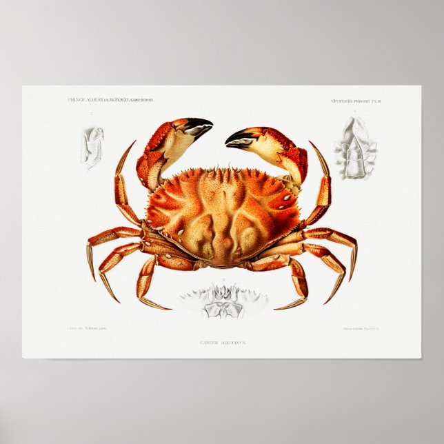 Vintage Dungeness Crab Illustration Poster (Front)