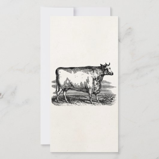 Vintage Durham Cow Bull Personalized Illustration (Front)