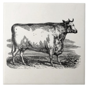 Vintage Durham Cow Bull Personalized Illustration Tile