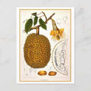 Vintage Durian Botanical Illustration Postcard