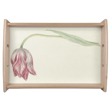 Vintage Dutch Art: Pink and White Tulip 