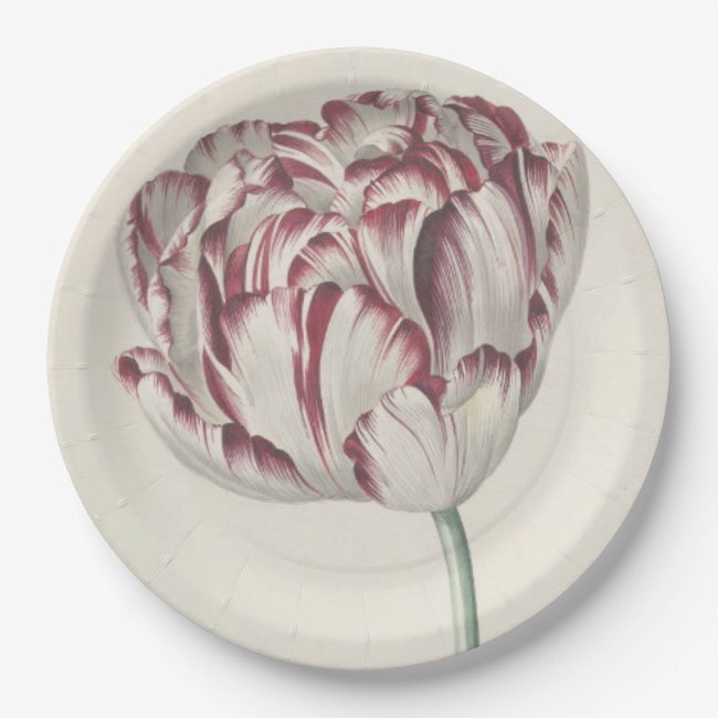 Vintage Dutch Art: White and Red Tulip