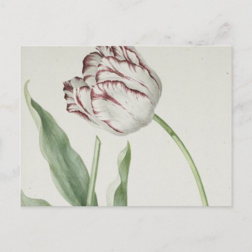 Vintage Dutch Art  White and Red Tulip Postcard