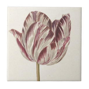 Vintage Dutch Art: White and Red Tulip Tile