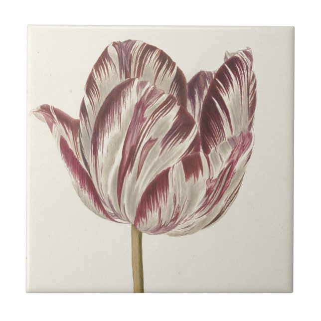 Vintage Dutch Art: White and Red Tulip Tile (Front)