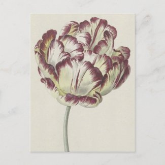 Vintage Dutch Art: White, Red and Yellow Tulip