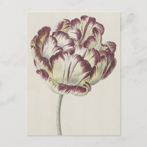 Vintage Dutch Art White Red and Yellow Tulip Postcard