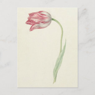 Vintage Dutch Fine Art: Pink and White Tulip Postcard