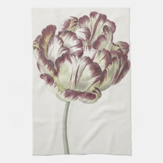 Vintage Dutch Floral Fine Art: White and Red Tulip