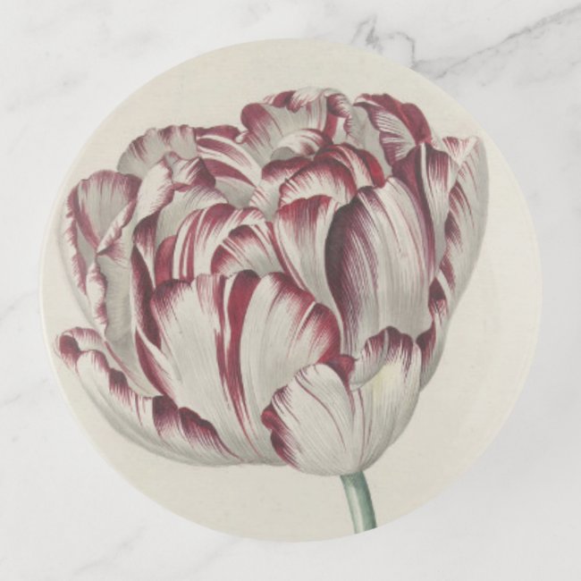 Vintage Dutch Floral Fine Art: White and Red Tulip