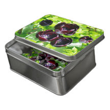 Vintage Dutch Purple Green Black Tulips Photo