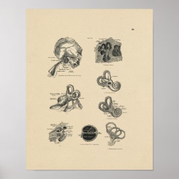 Vintage Ear Anatomy 1880 Print by AcupunctureProducts at Zazzle