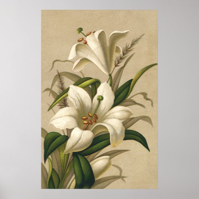 Vintage Easter Lilies, Victorian Flowers in Bloom Poster (Front)