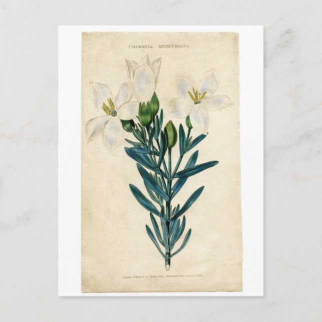 Vintage Easter Lily Holiday Postcard (Front)