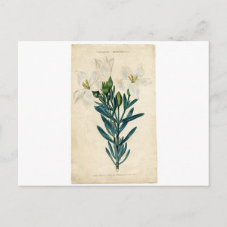 Vintage Easter Lily Holiday Postcard