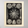 Vintage Echinidea Color Ernst Haeckel Art Print