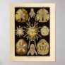 Vintage Echinidea Color Ernst Haeckel Print