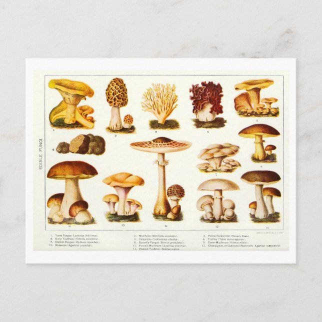 Vintage Edible Mushroom Botanical Postcard (Front)